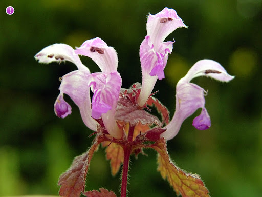 Annexe Lamium purpureum fleurs.jpg
