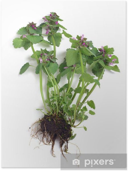 Annexe lamium purpureum-lamier pourpre ENTIERE.jpg