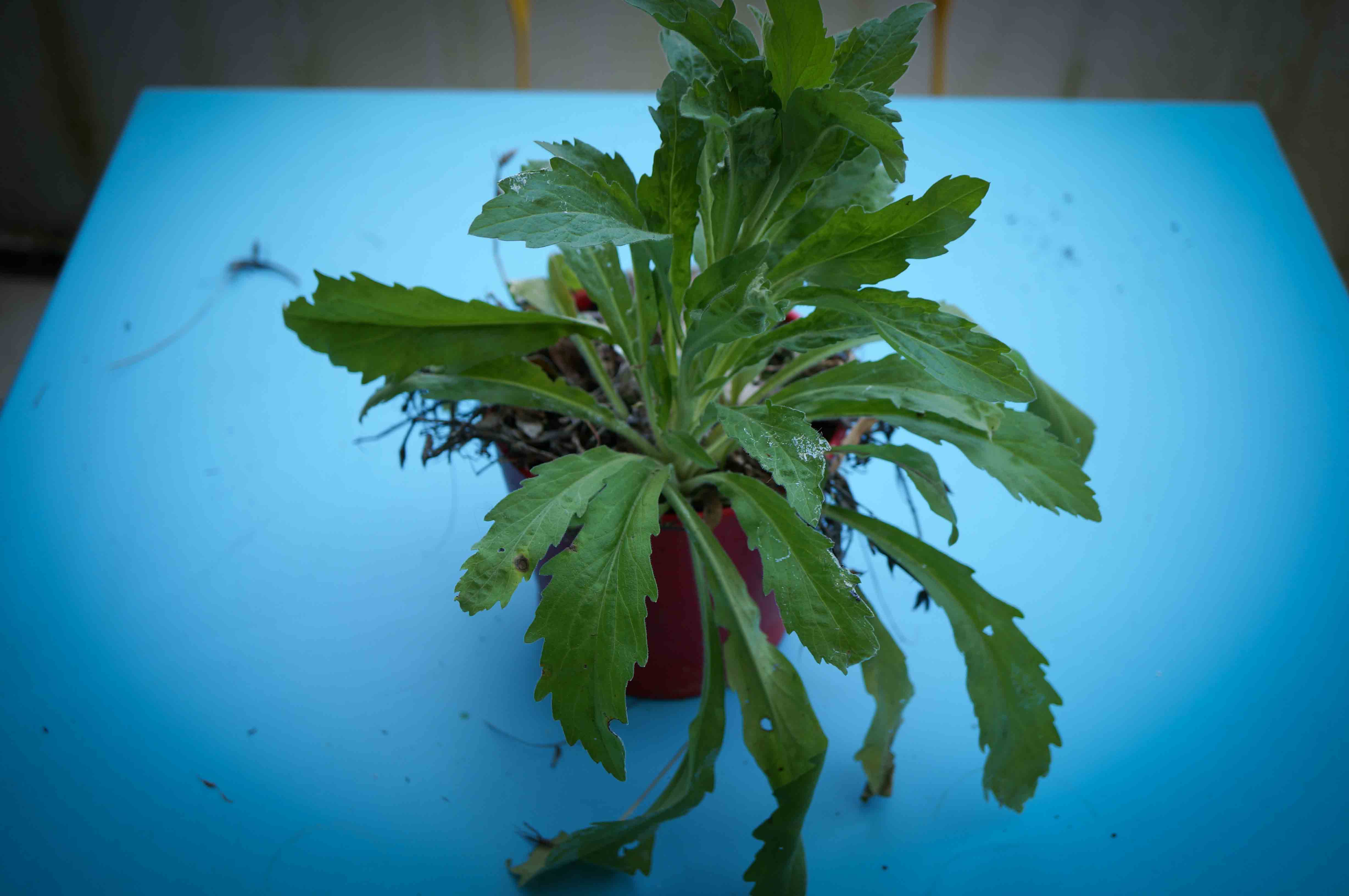 Annexe DSC08701-2.jpg