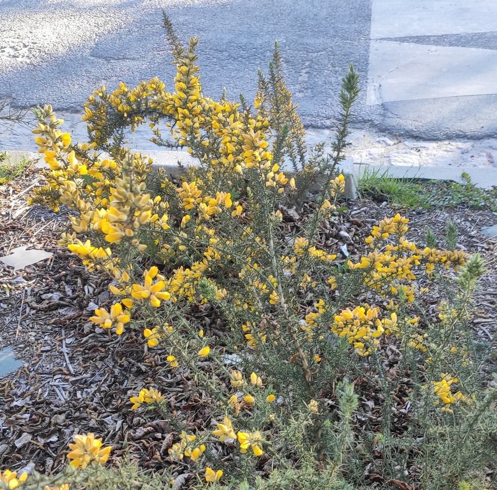 Annexe plante entière.jpg