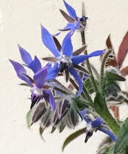 Annexe image (4).jpg