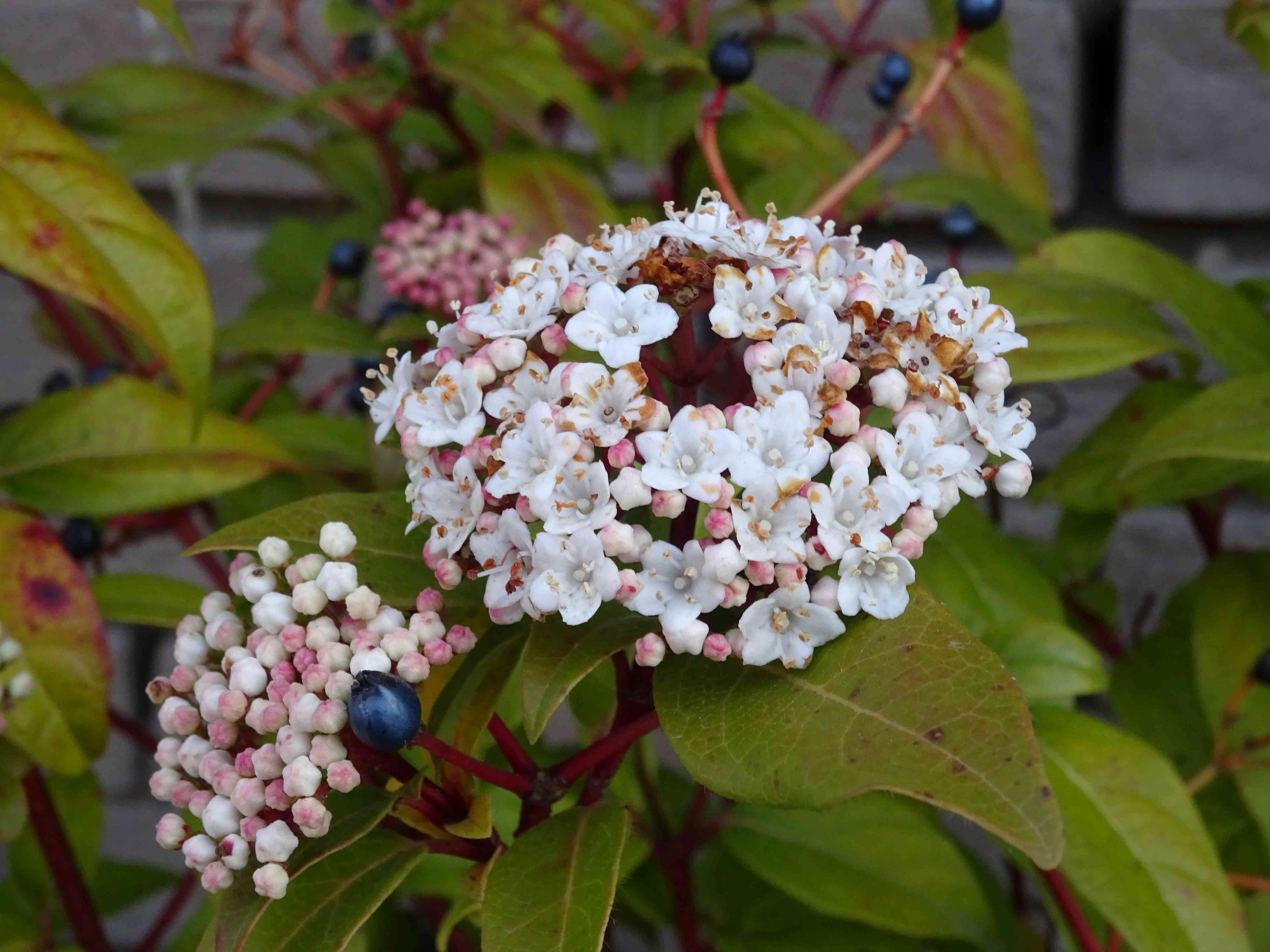 Annexe DSC01122.JPG2.JPG