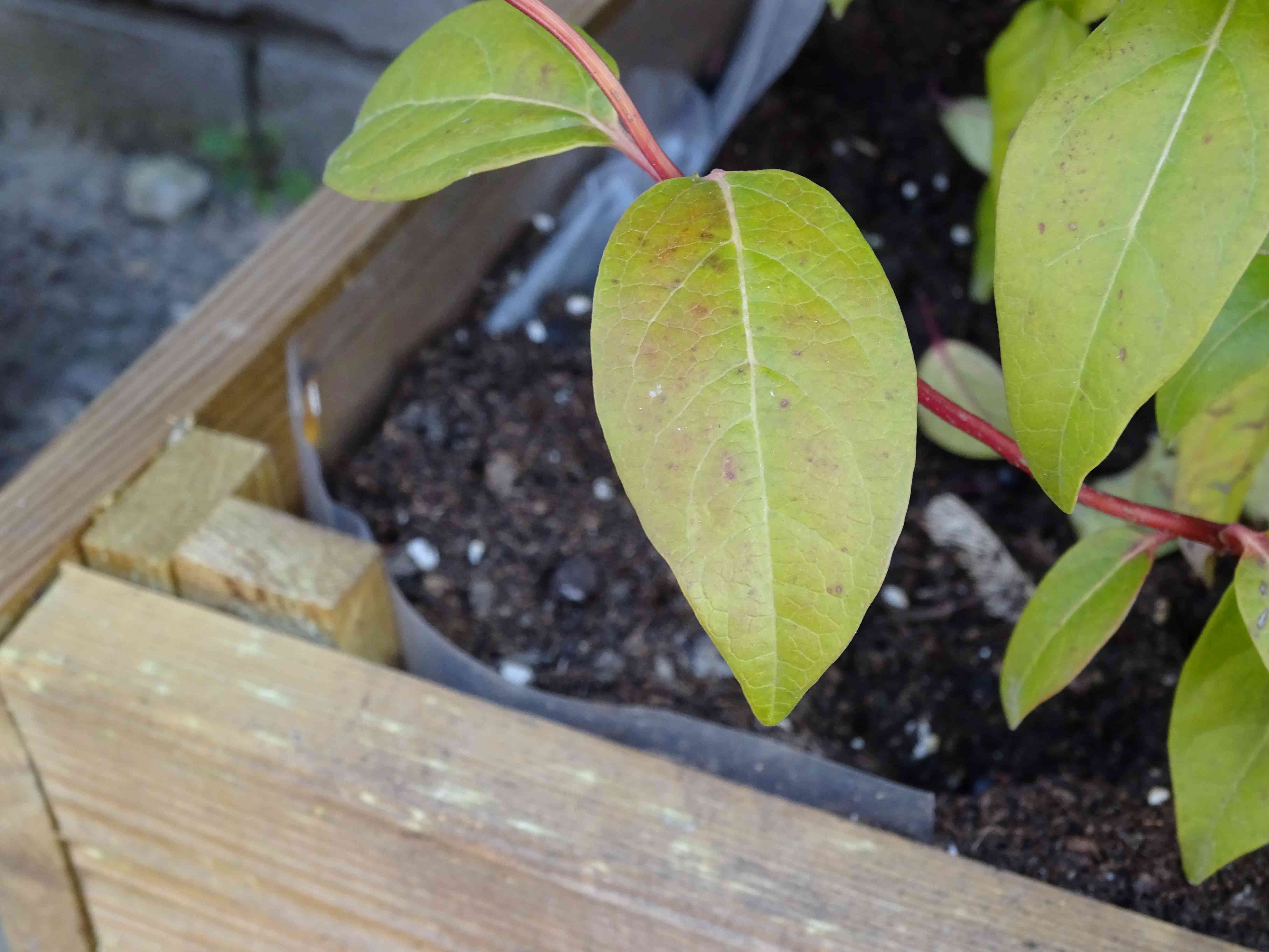 Annexe DSC01123 - Copie.JPG feuille.JPG