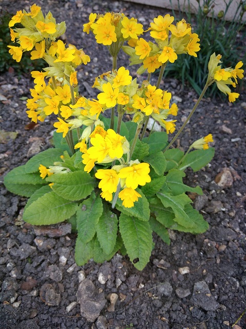 Annexe IMG_20200327_095046_réduit.jpg