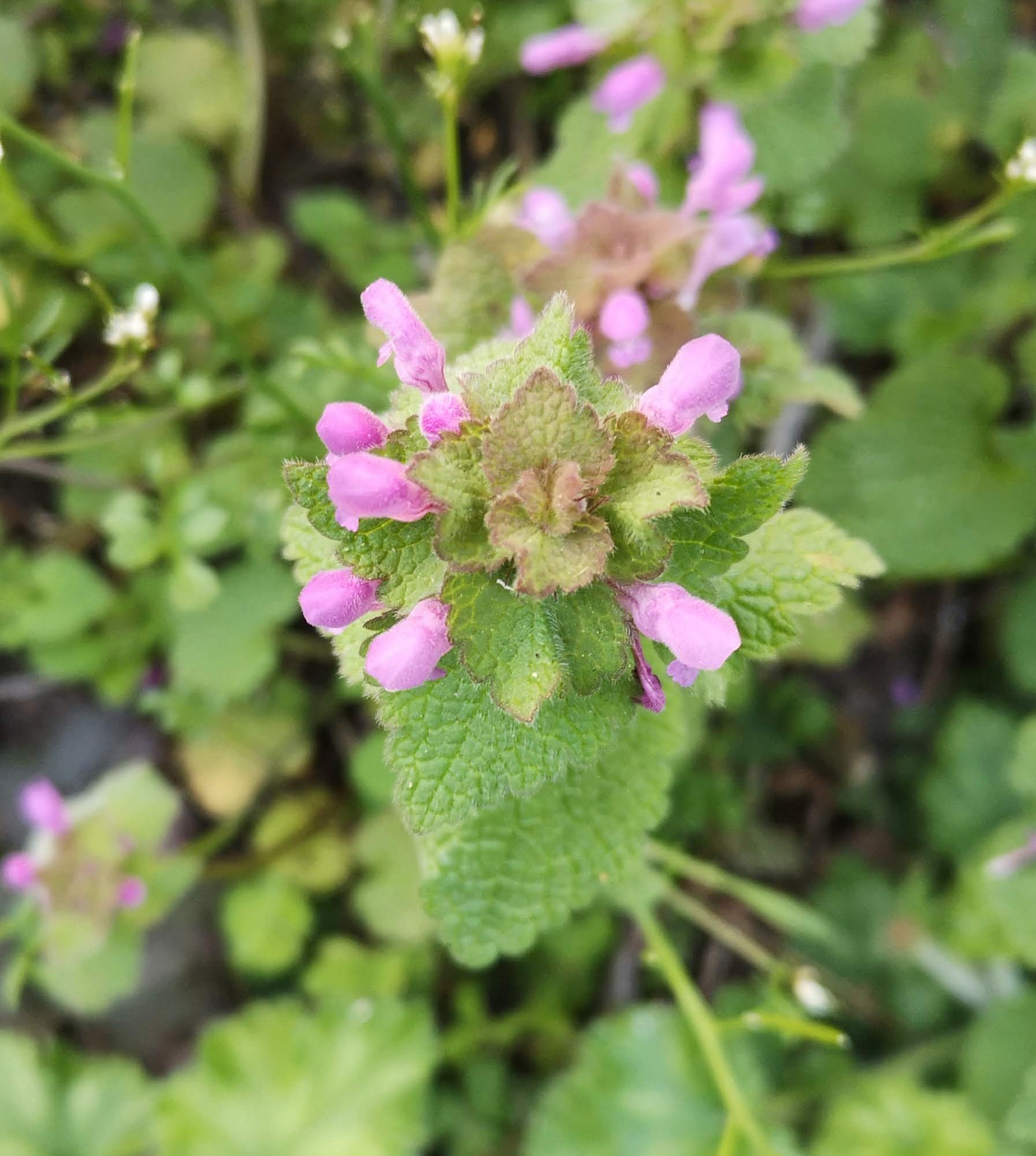 Annexe IMG_20200327_094834-2.jpg