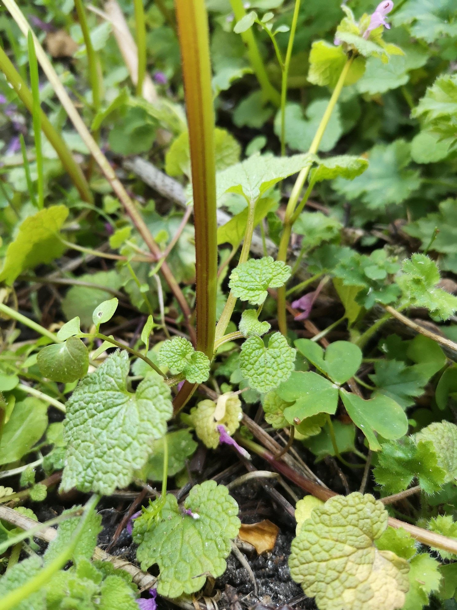 Annexe IMG_20200327_095048-2.jpg