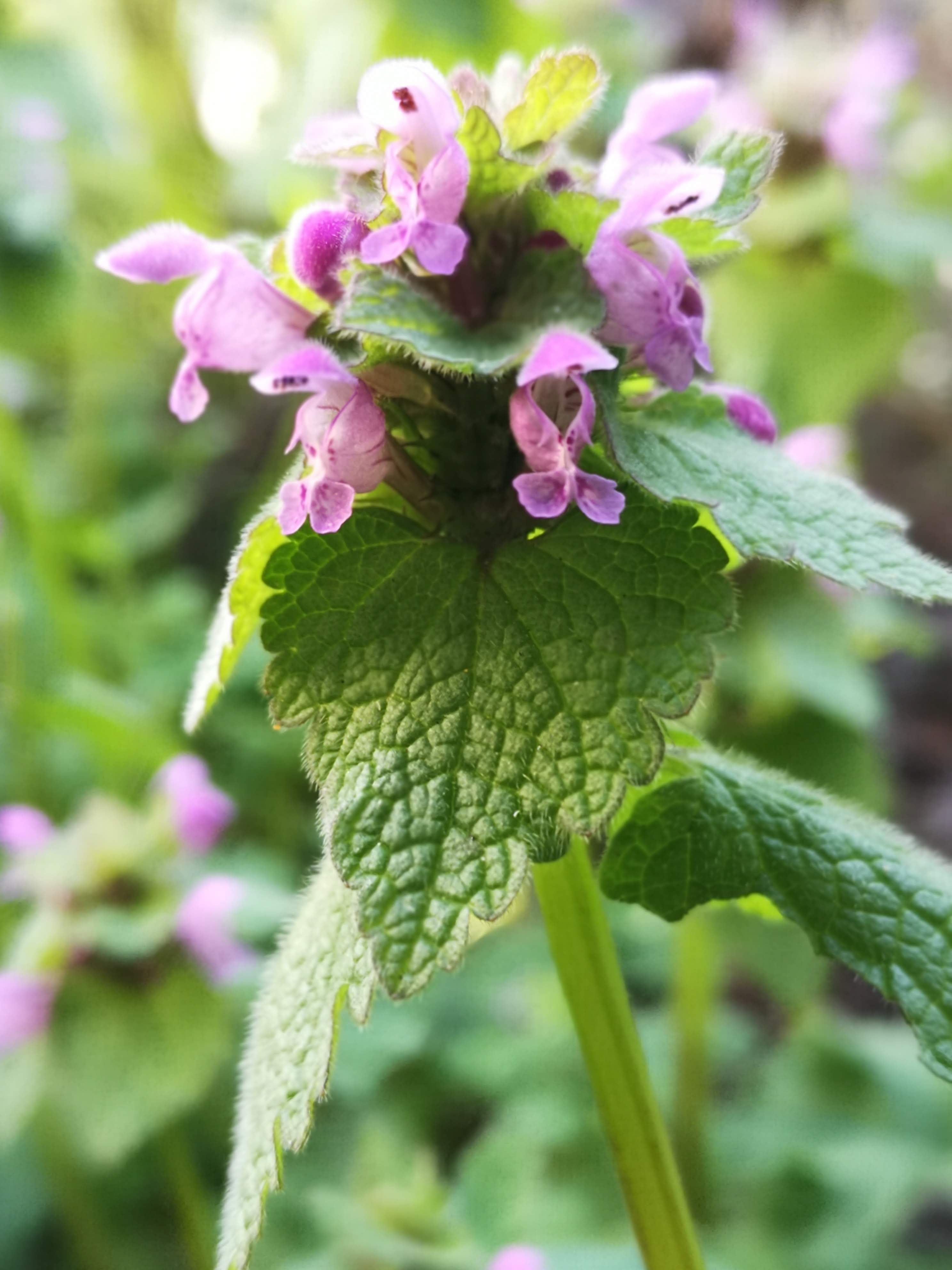 Annexe IMG_20200327_095117.jpg