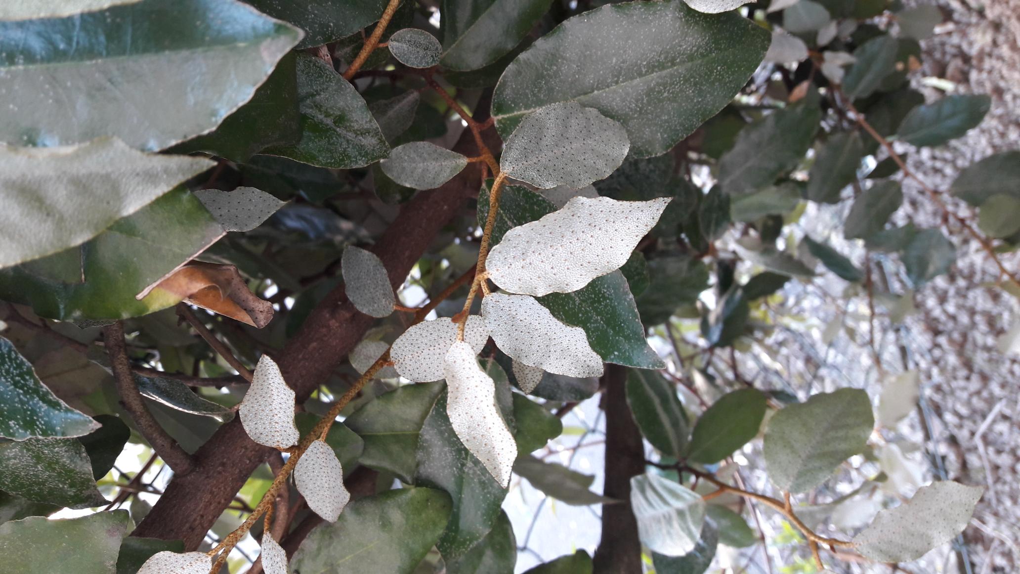 Annexe Elaeagnus - feuille.jpg