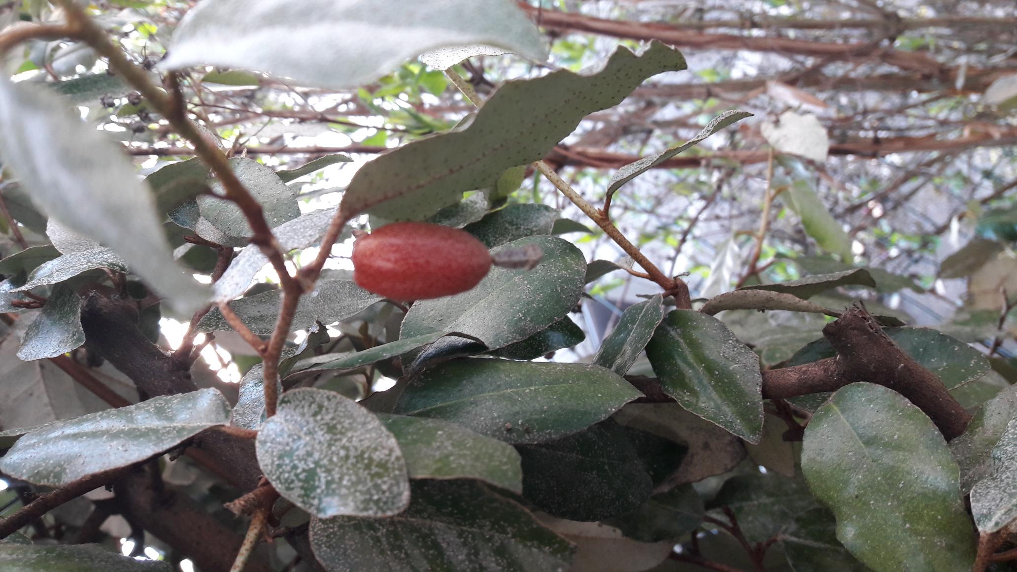 Annexe Elaeagnus - fruit.jpg