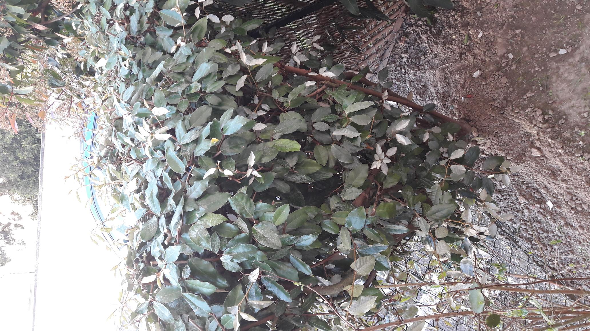 Annexe Elaeagnus - vue densemble.jpg