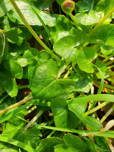 Annexe Feuilles de la tige.jpg