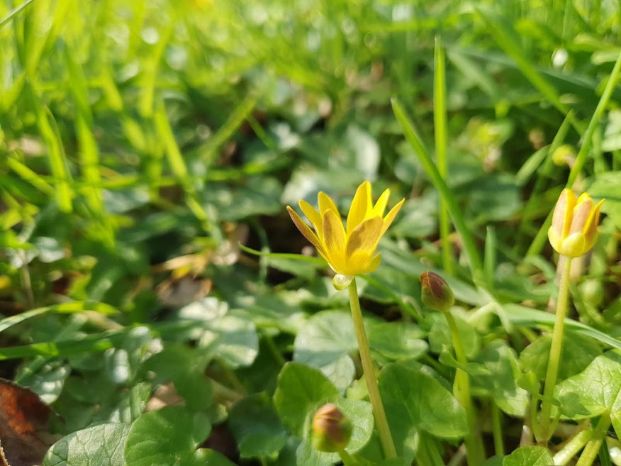 Annexe Fleur (plan horizontal).jpg