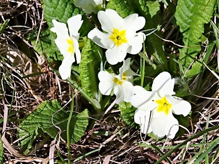 Annexe plan global.JPG