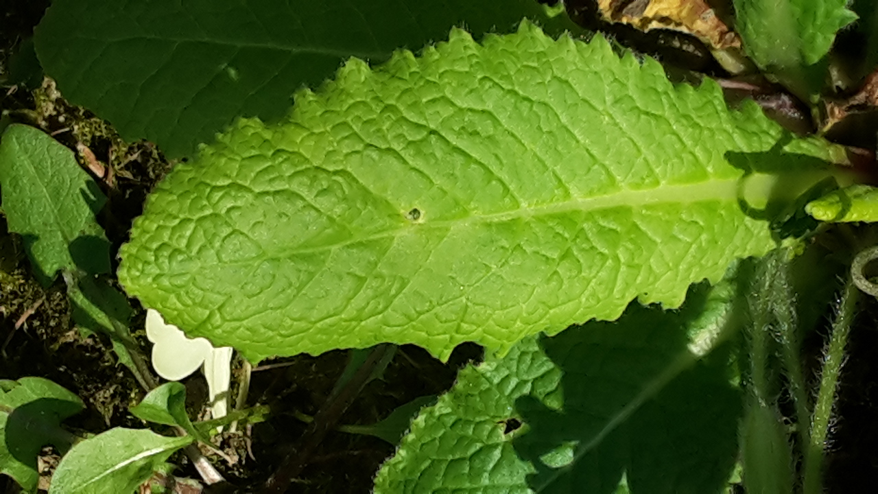 Annexe Feuille de primevère.jpg