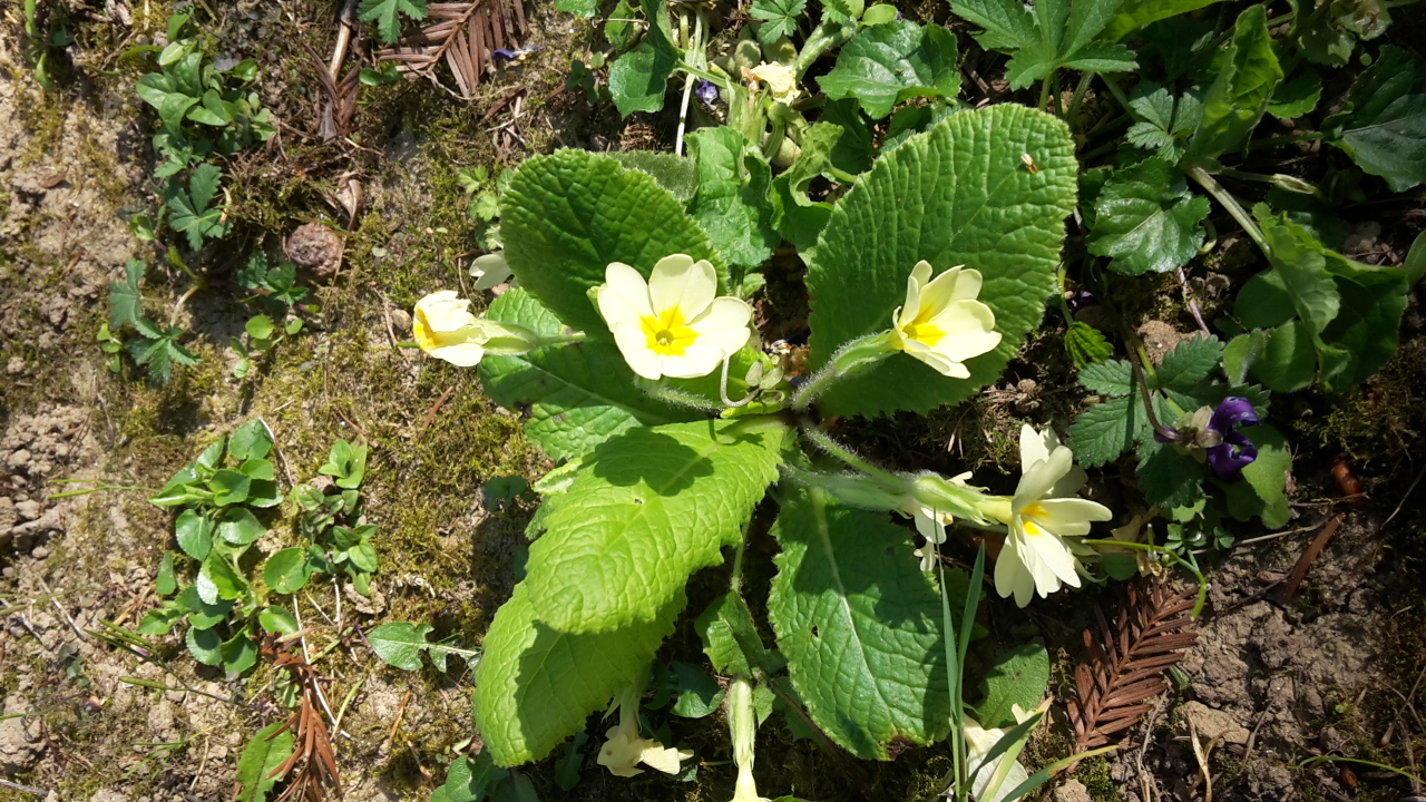 Annexe Primevère vue globale.jpg