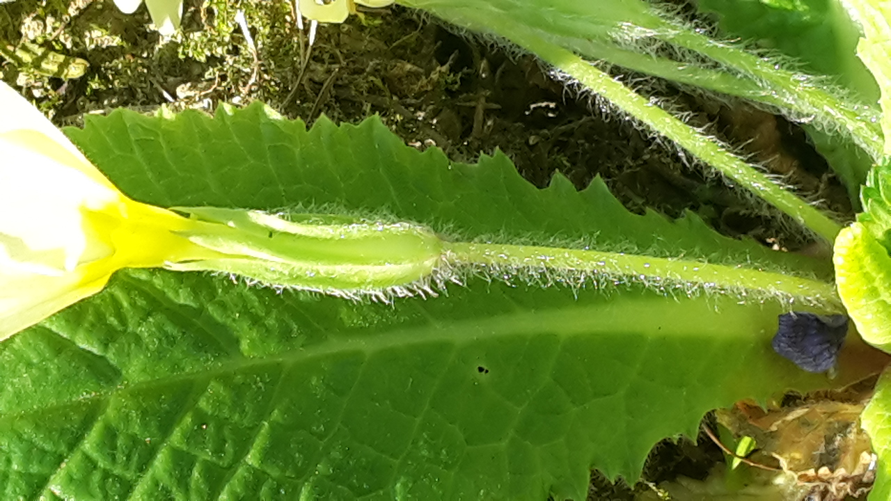 Annexe Tige et bractée.jpg