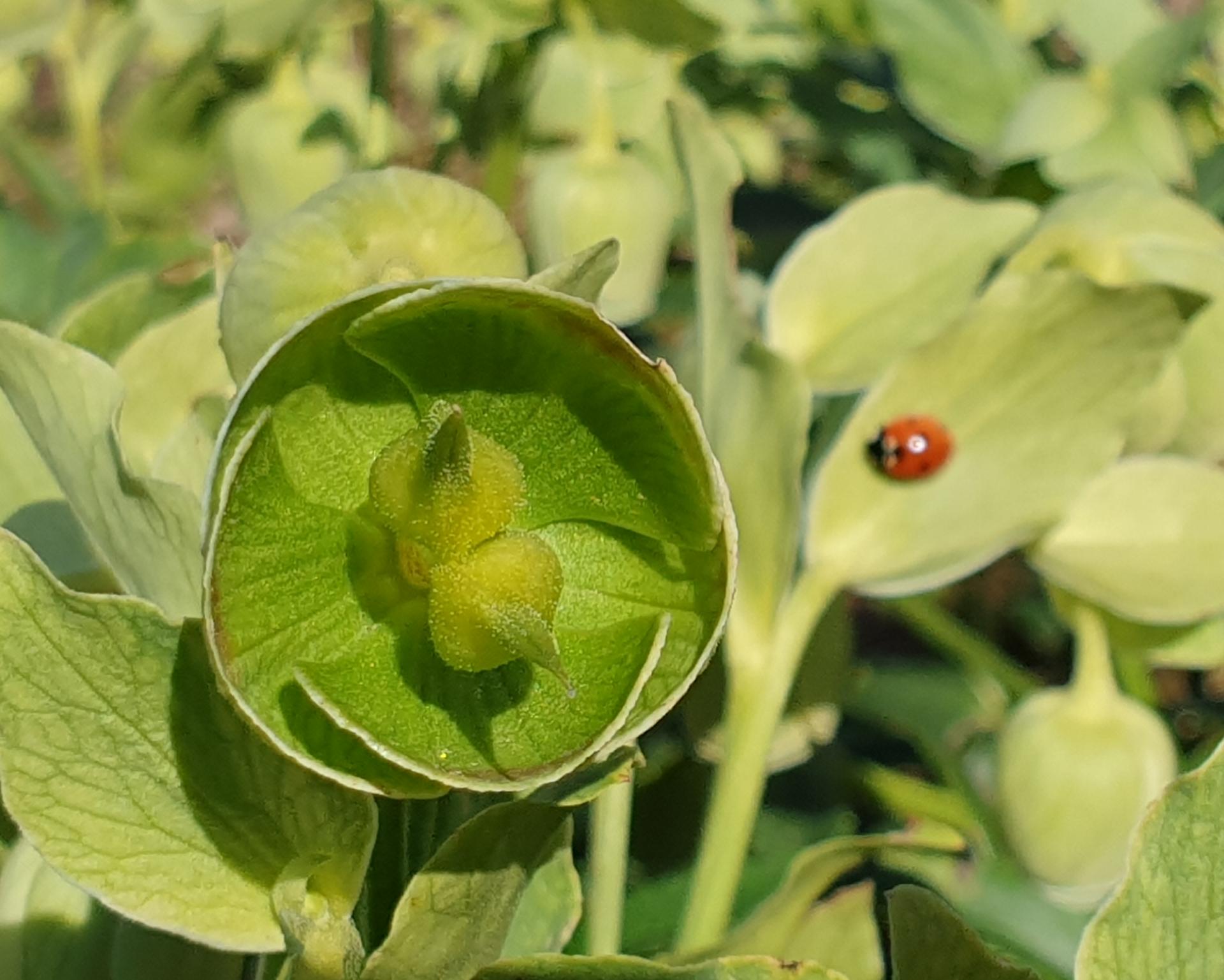 Annexe IMG-20200325-WA0006.jpg