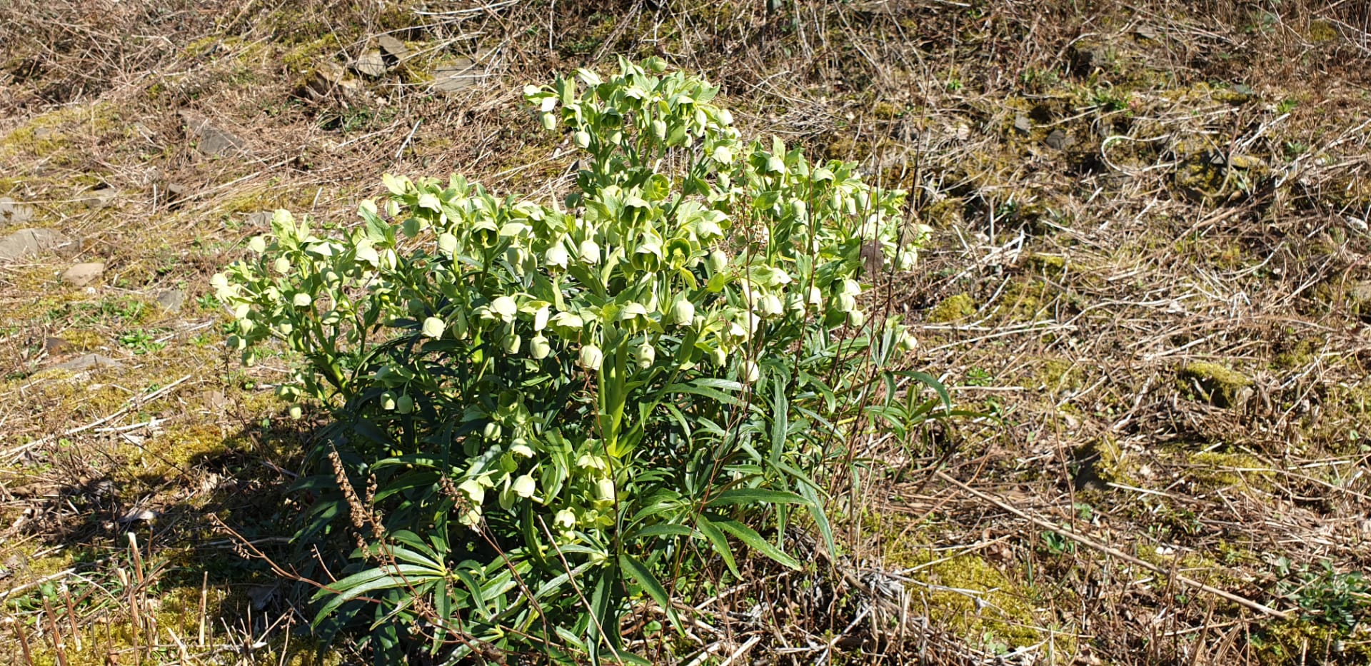 Annexe IMG-20200325-WA0007.jpg