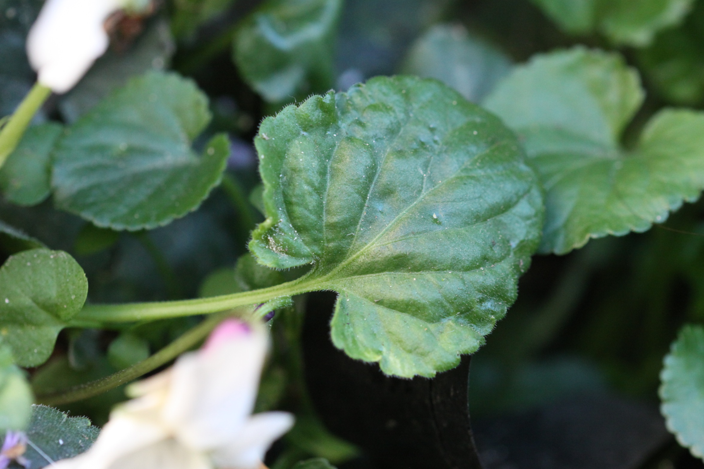 Annexe feuille viola alba.JPG