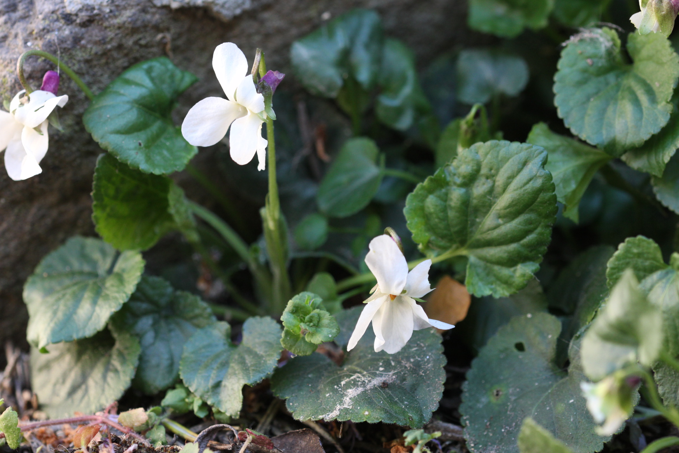 Annexe plante entiere viola alba.JPG