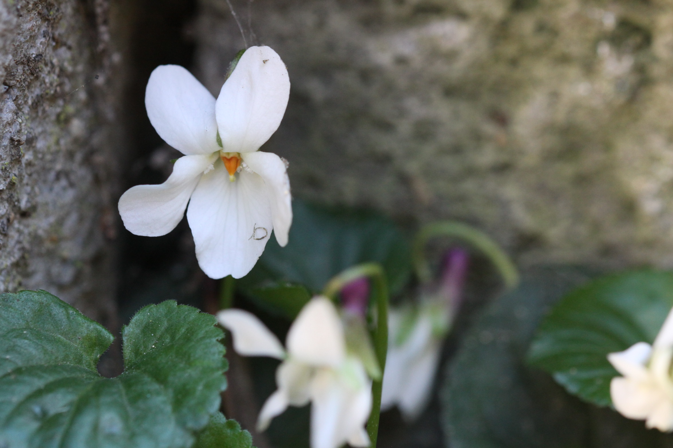 Annexe viola alba.JPG