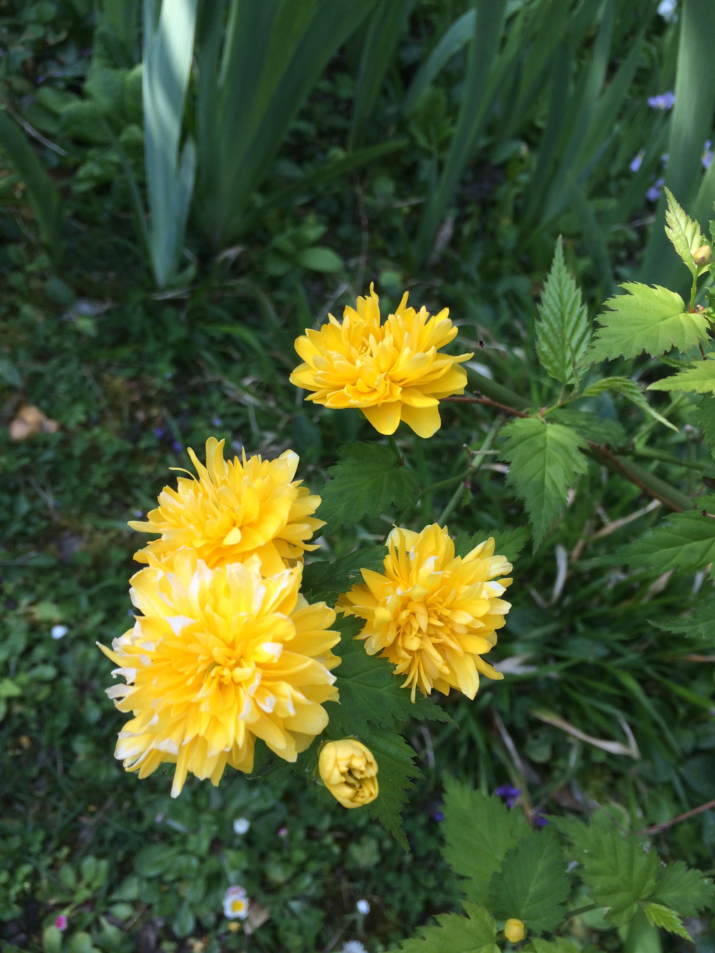 Annexe 90714893_580494185884158_3930384208190504960_n.jpg