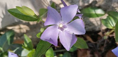 Annexe Pervenche -2.jpg