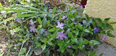 Annexe Pervenche-).jpg