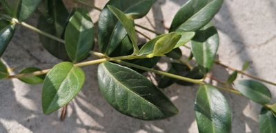 Annexe Pervenche-3.jpg