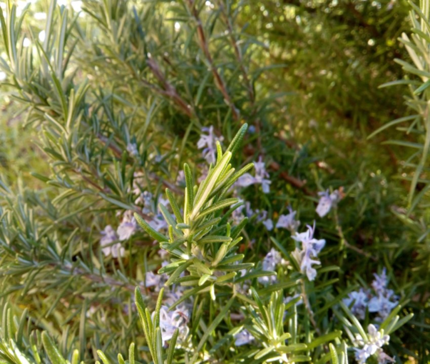 Annexe Romarin vue densemble.jpg