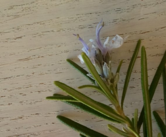 Annexe base fleur de romarin.jpg