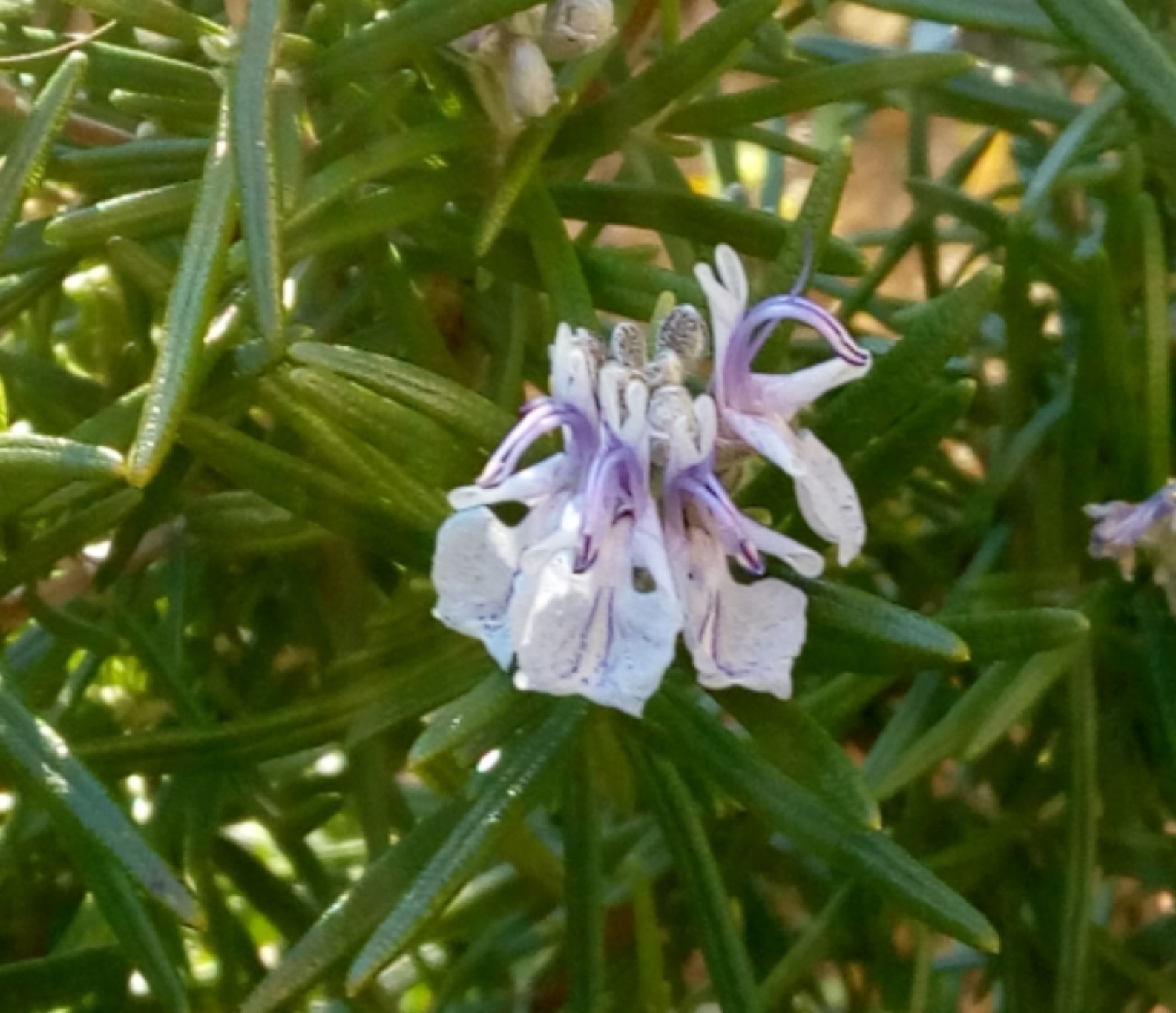 Annexe fleur de romarin.jpg