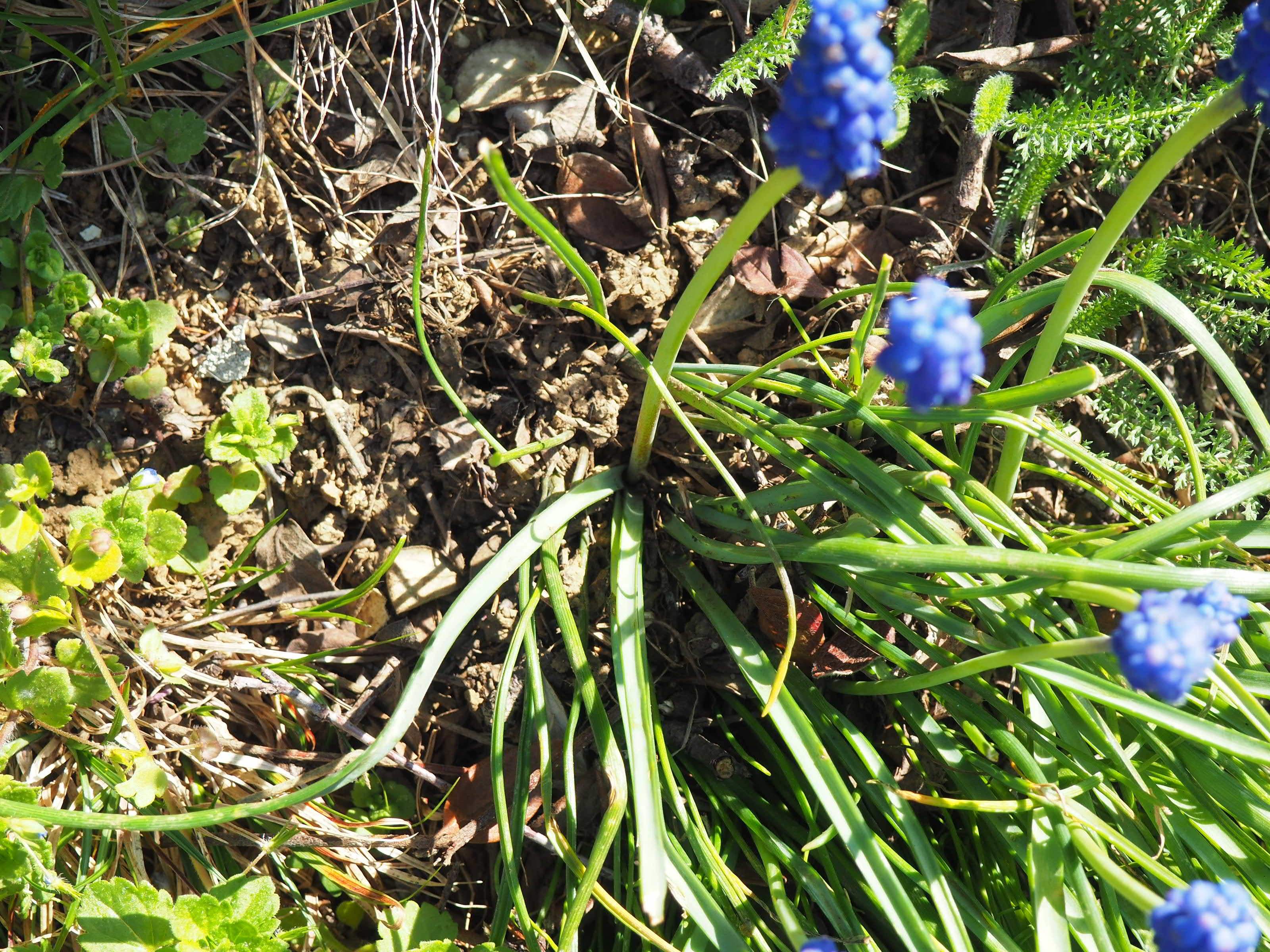 Annexe Muscari negletum 2.jpg