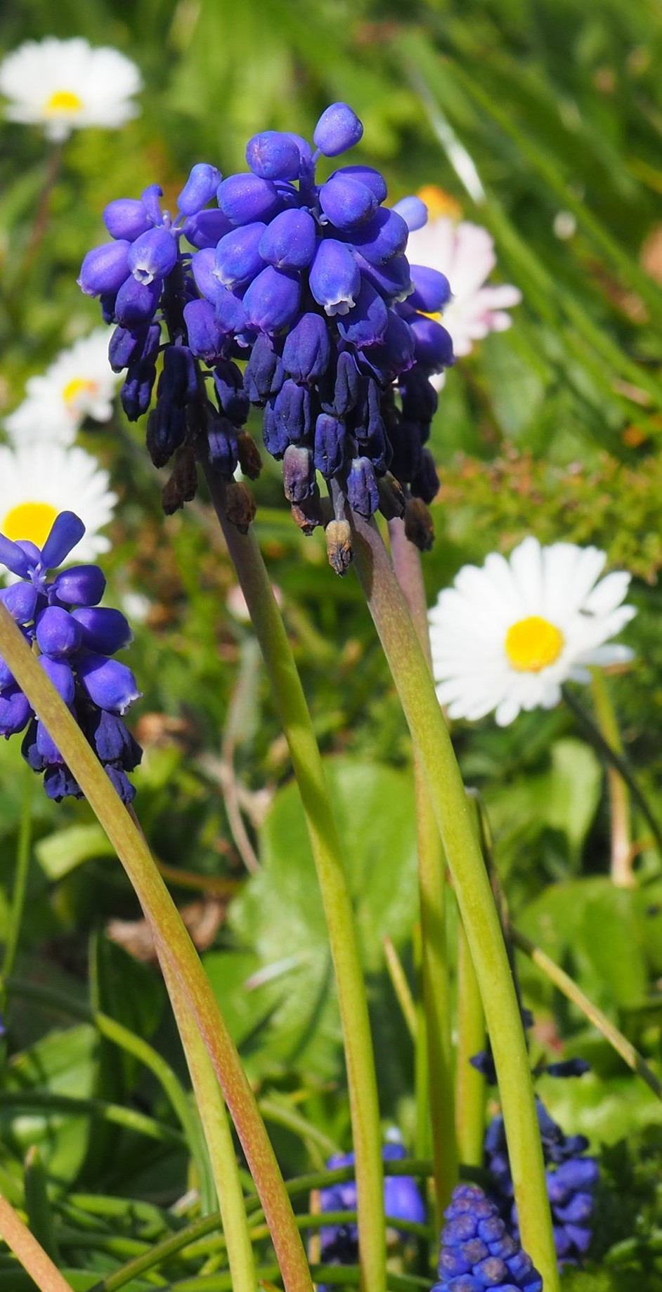 Annexe Muscari negletum 3.jpg