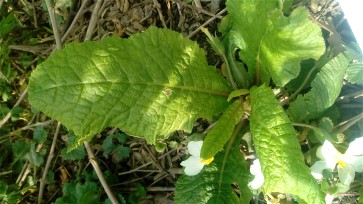 Annexe primevere (1).jpg