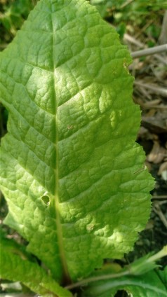 Annexe primevere (2).jpg