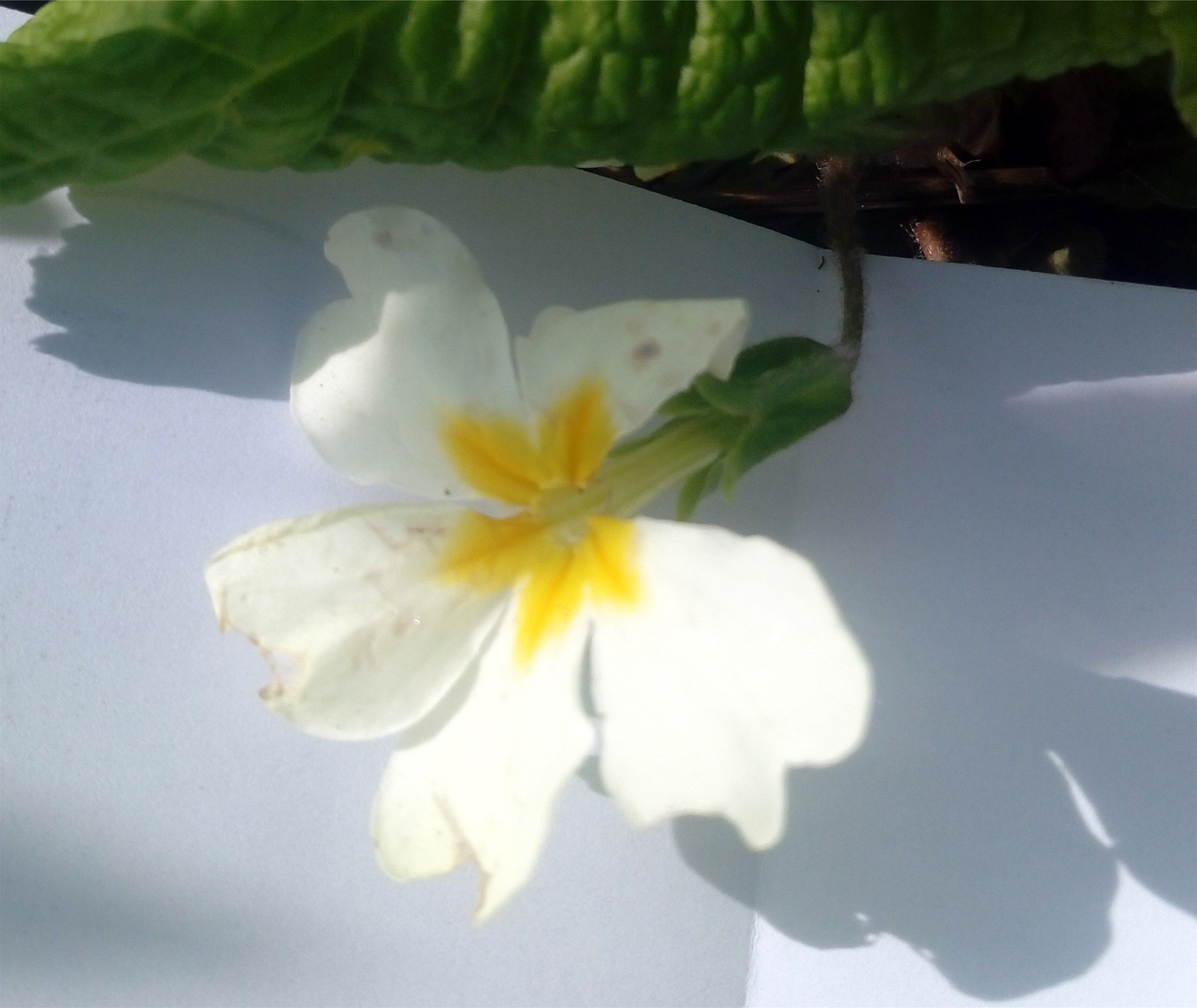 Annexe primevere (3).jpg