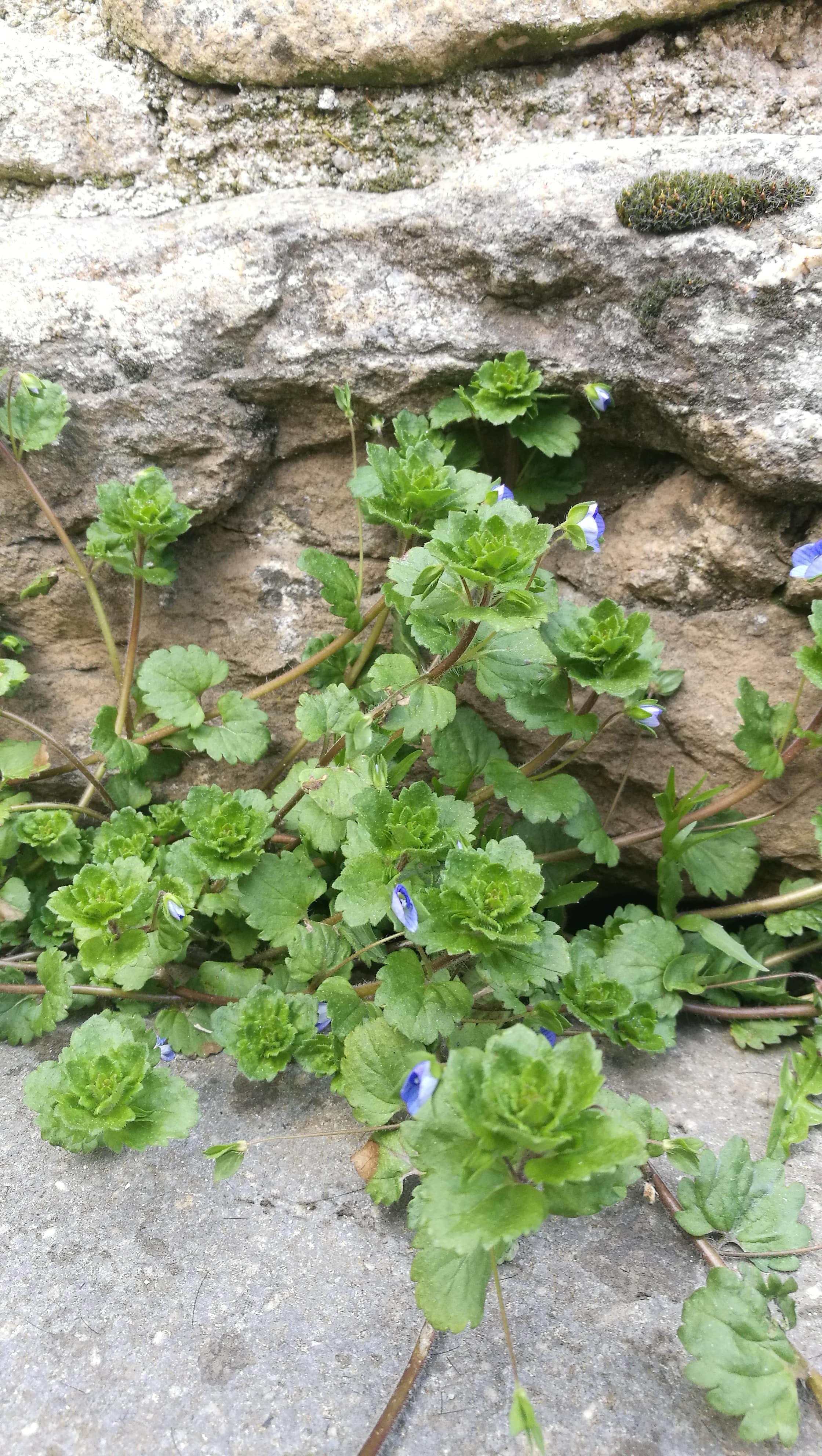 Annexe Veronica filiformis 1.jpg