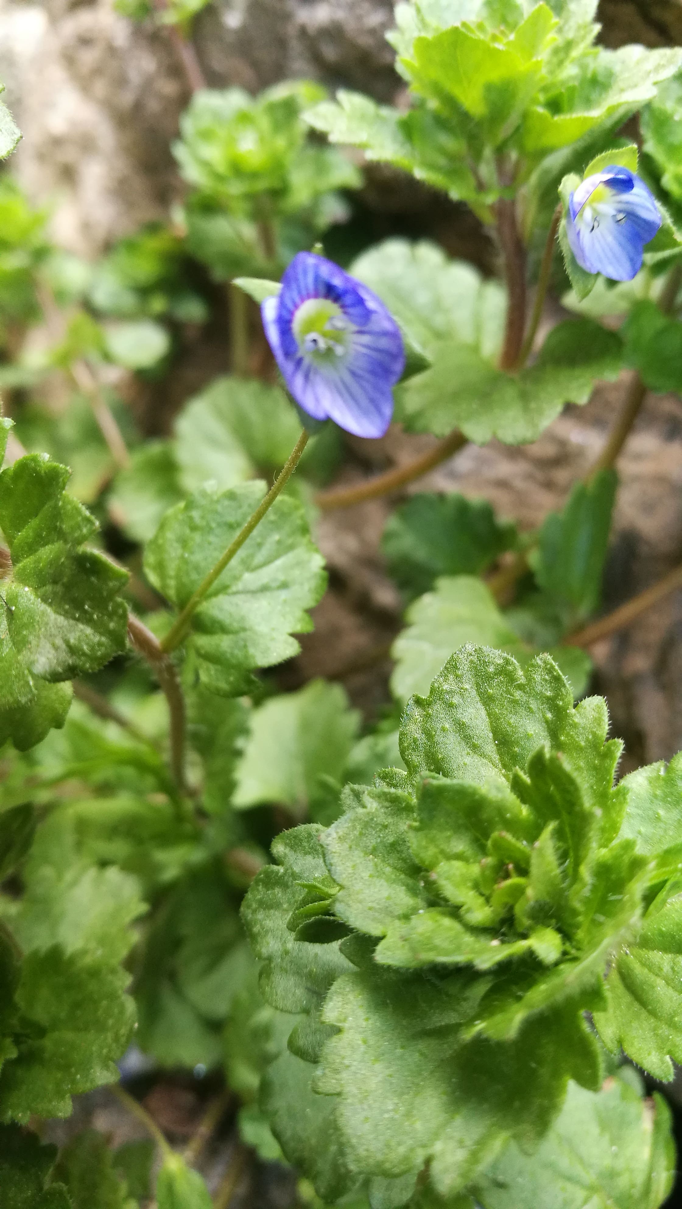 Annexe Veronica filiformis 2.jpg