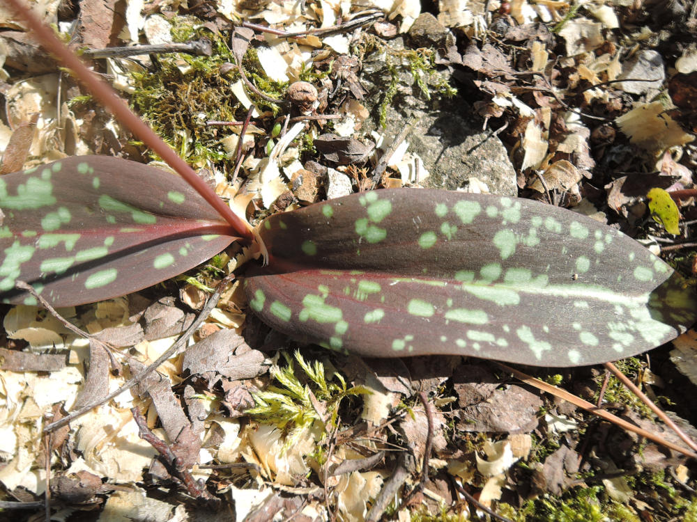 Annexe DSCN9737_fc.jpg