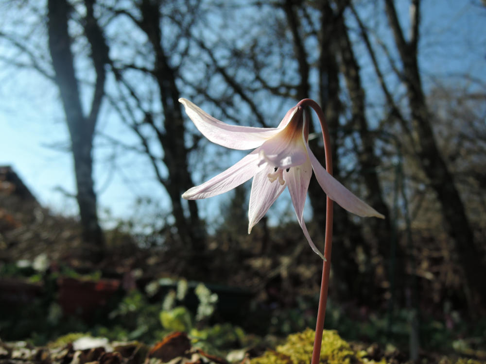 Annexe DSCN9739_fc.jpg