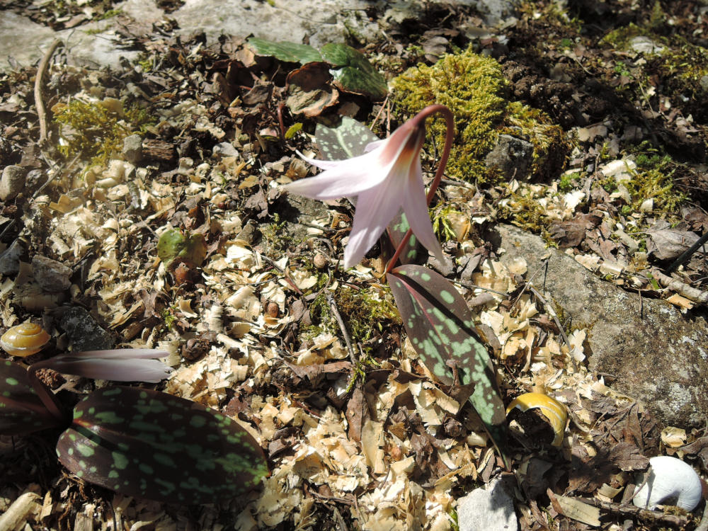 Annexe DSCN9740_fc.jpg