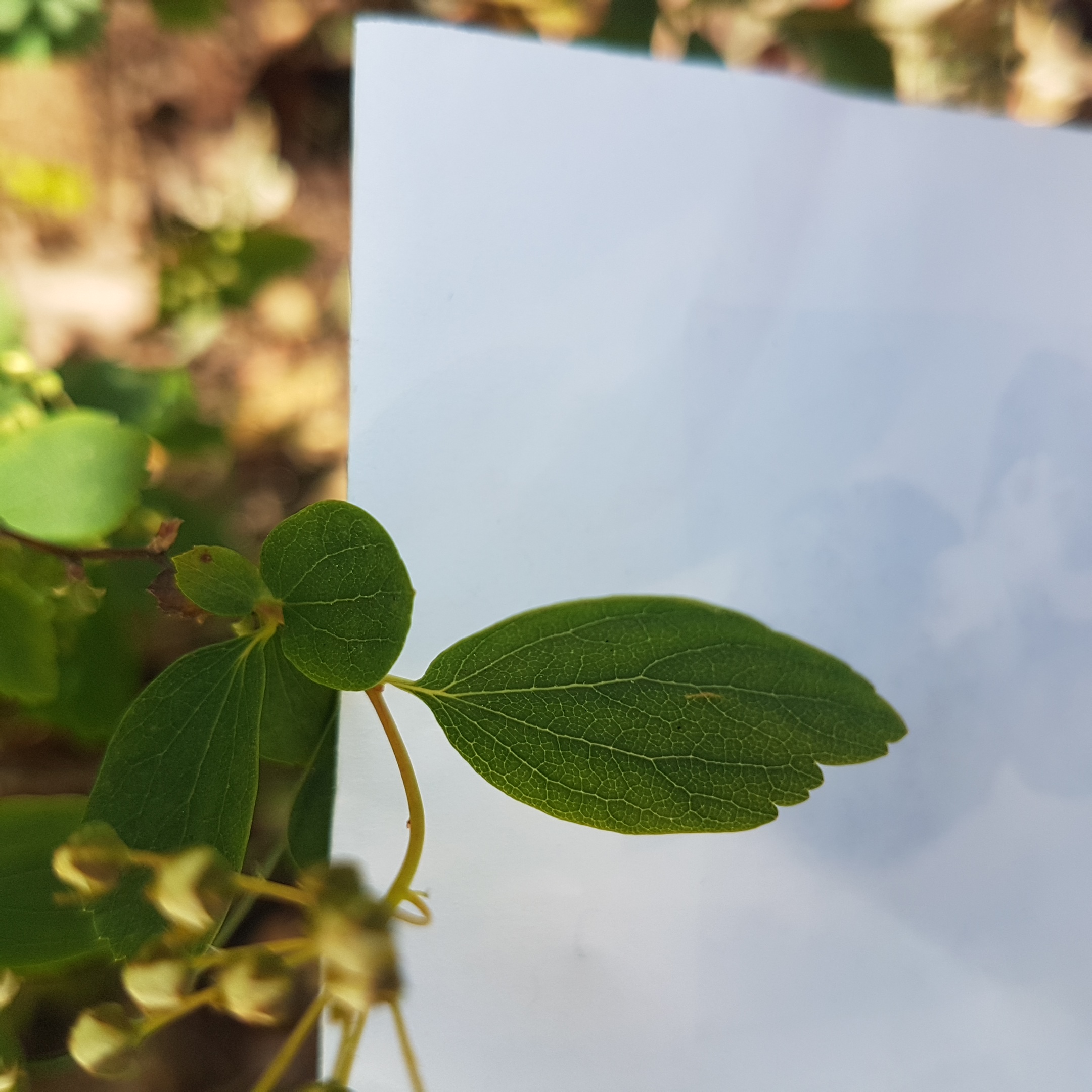 Annexe 20200327_113708.jpg