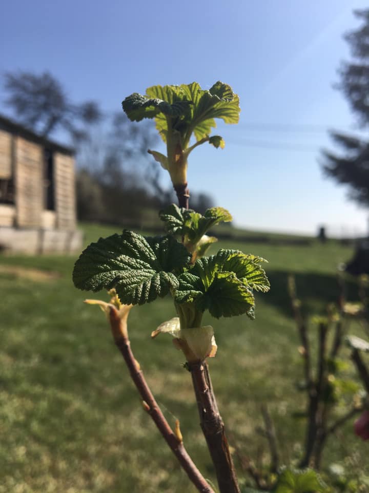 Annexe 90758454_2538612823048825_1406194072489558016_n.jpg