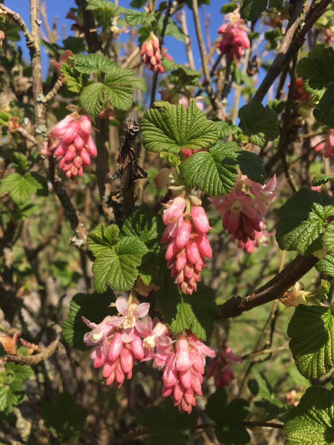 Annexe 91052718_2538612749715499_2710724778729144320_n.jpg