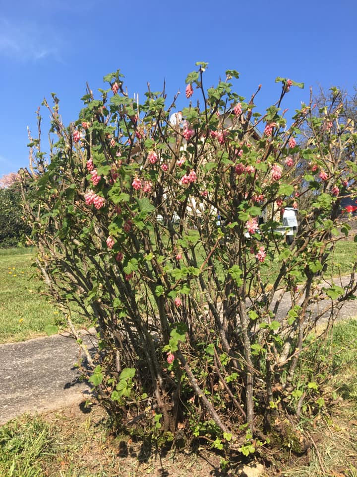 Annexe 91608827_2538612853048822_3145159986280136704_n.jpg