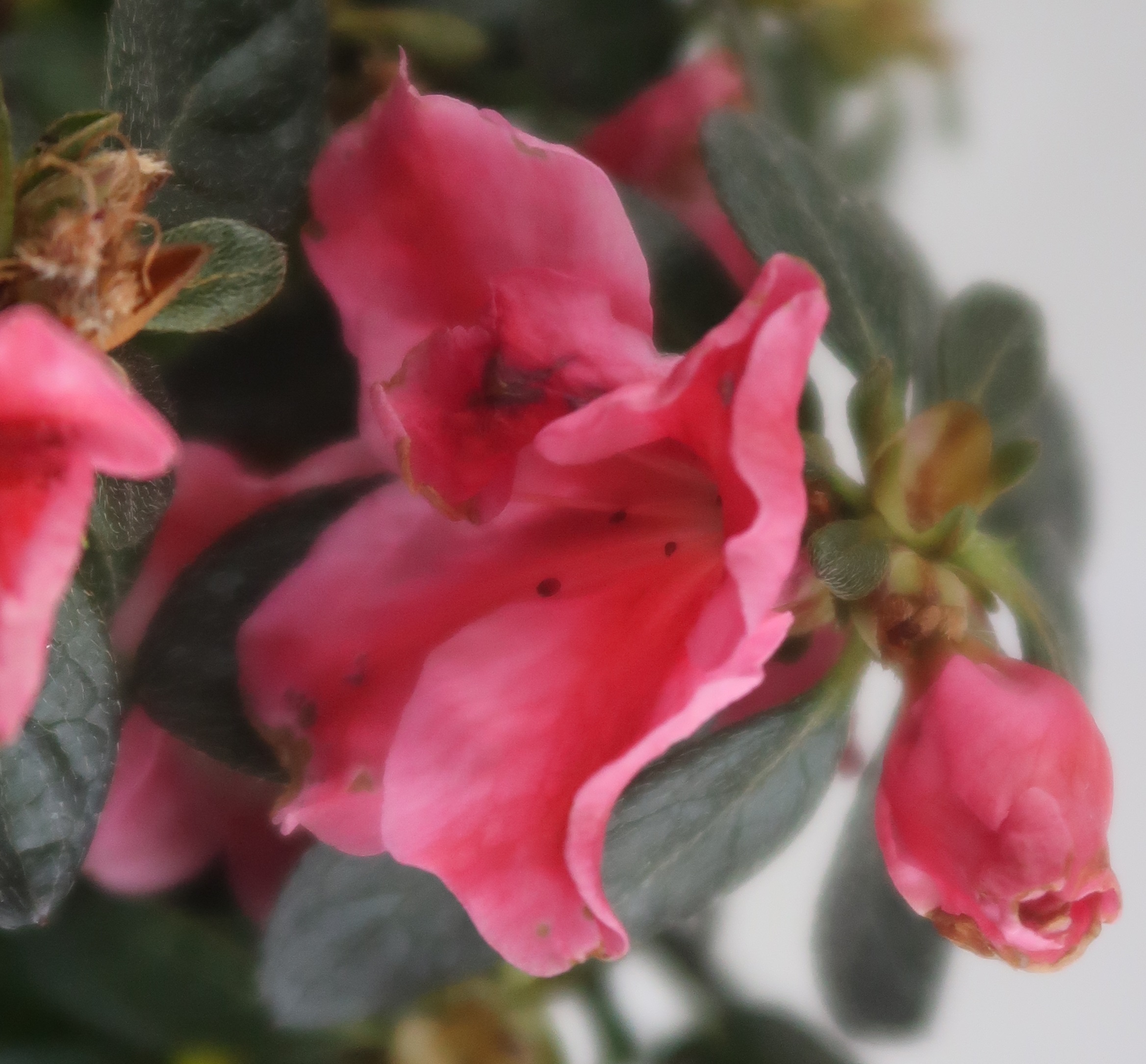 Annexe Fleur + Étamines.jpg