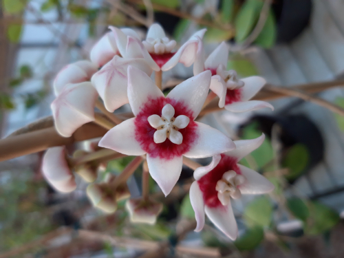 Annexe Hoya_calycina_fleur.jpg