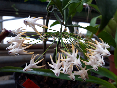Annexe hoya_multiflora.jpg