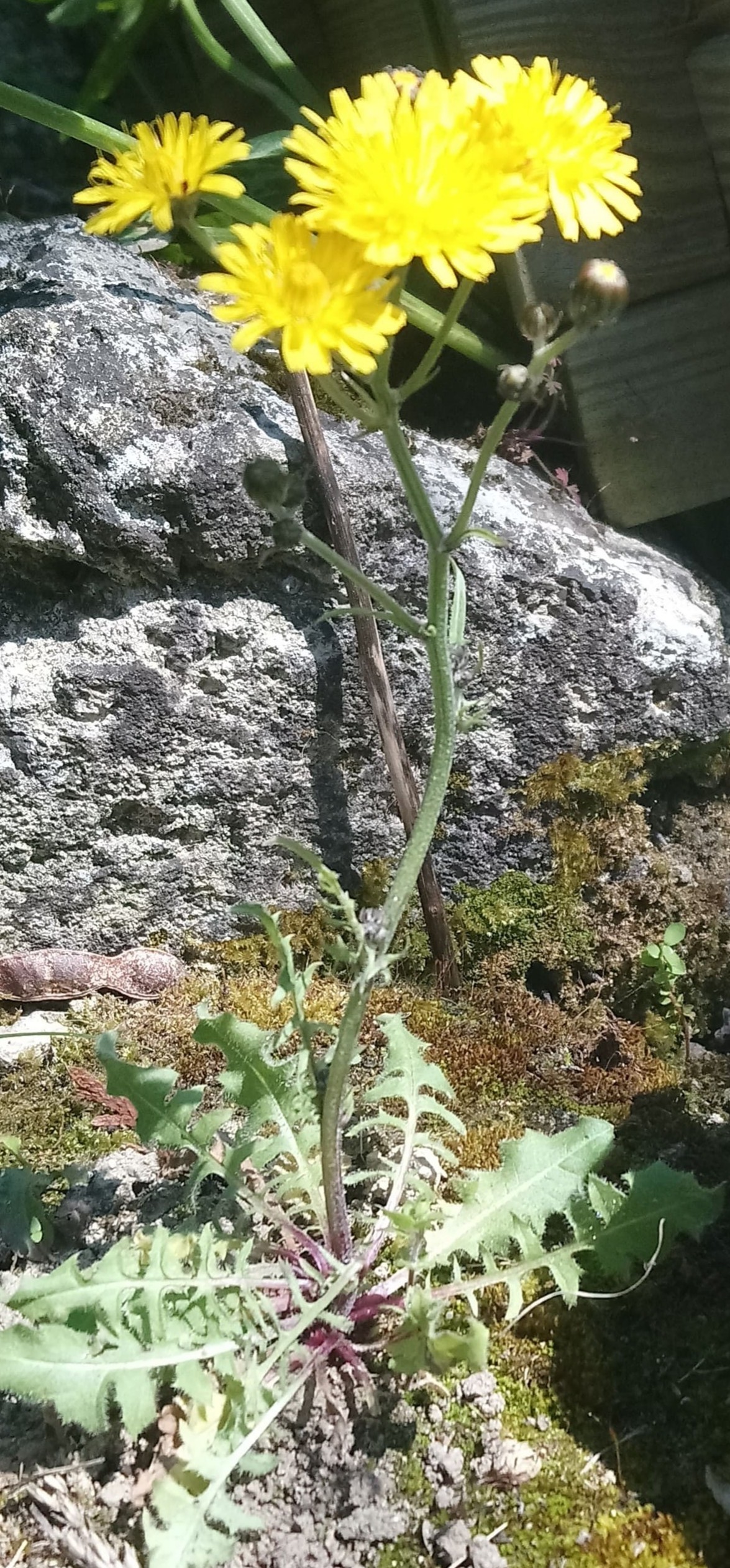 Annexe DSC_1416_1-min_1.jpg